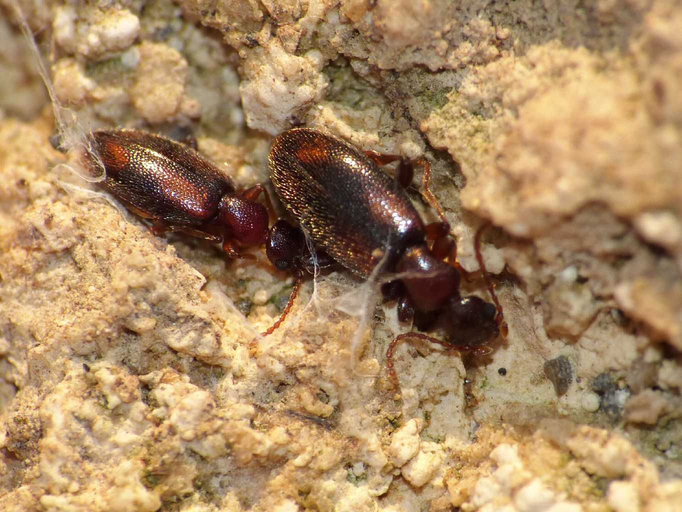 Cordicomus instabilis (Anthicidae)